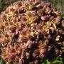 Coastal Angelica (Angelica hendersonii): The seed head on this Angelica was about 3-1/2" across.